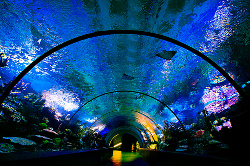 аквариум в анталии