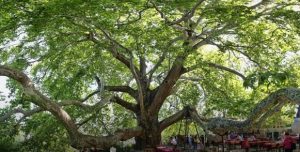 Uludag Mountain And The Historic Perennial Tree