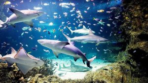 Underwater Worlds In Turkey
